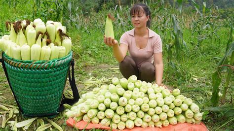 Harvesting Corn Go To Market Sell Fertilizer For Vegetables Phương