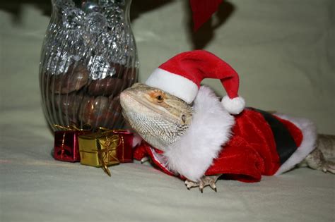 Bearded Dragon Santa Outfit