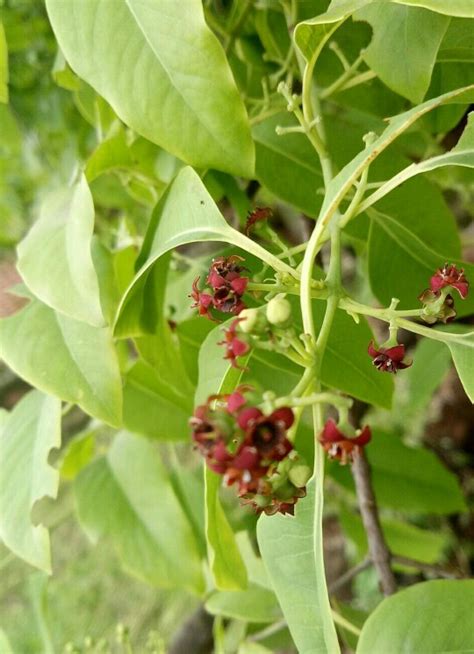 Sandalwood Santalum Album Flower Leaf Care Uses Picturethis