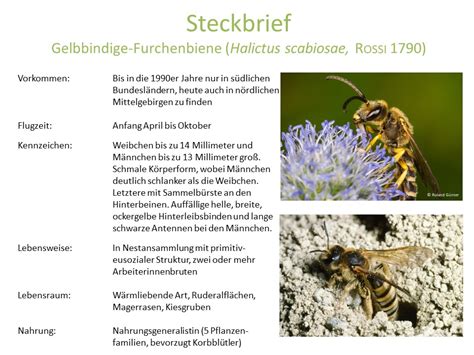 Wildbienenarten Deutschland Summt