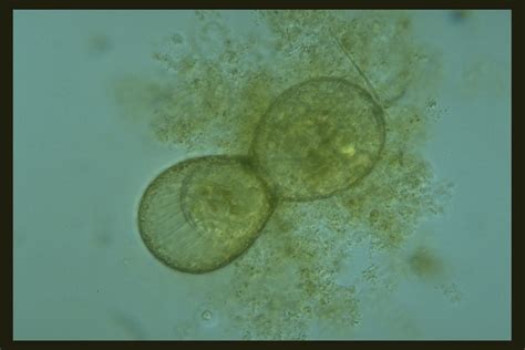 Protist Image Database