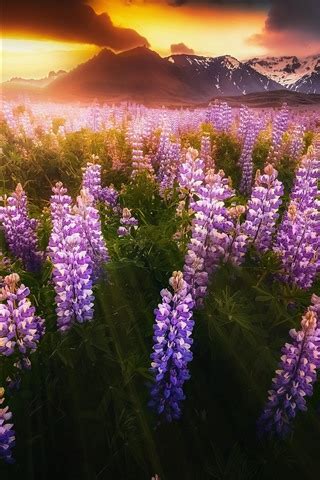 Wallpaper Iceland Pink Lupine Flowers Sunset Mountains X Hd