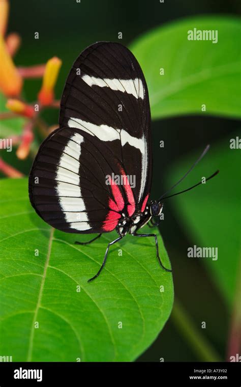 Small Postman Butterfly Heliconius Erato Stock Photo Alamy