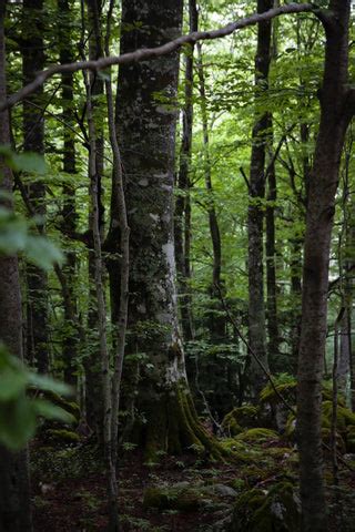 Timeless Tales: Unveiling the Significance of Storytelling in Māori Cu ...