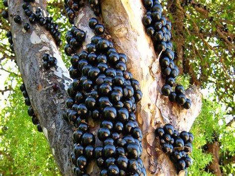 P De Jabuticaba Como Cultivar Dicas Valor E Tempo De Crescimento