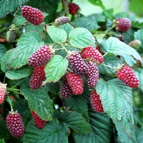 Ежемалина Мерри Бери | Кинг Сад – Питомник плодовых и кустарников в Москве