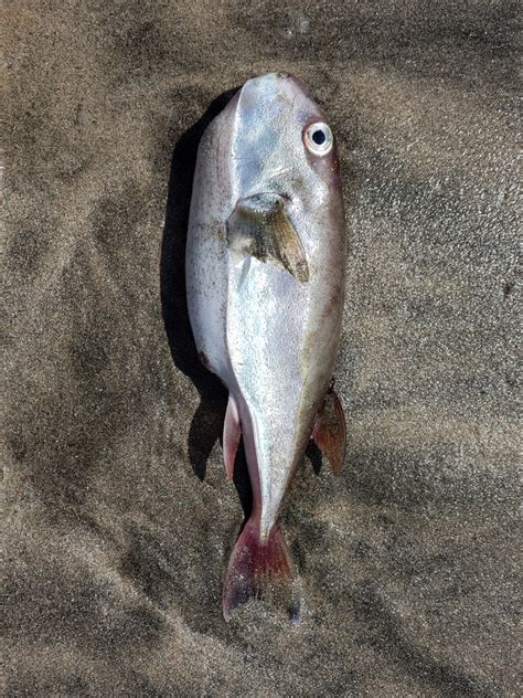 Pelagic Pufferfishes From Upper Cheung Sha Beach Lantau Island Hong