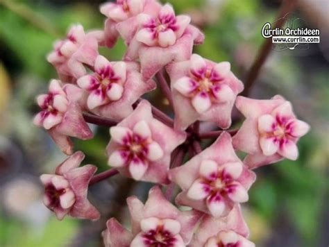 Hoya Cv Silver Dollar Currlin Orchideen