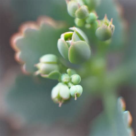 Descubra a Beleza Exótica da Kalanchoe Luciae