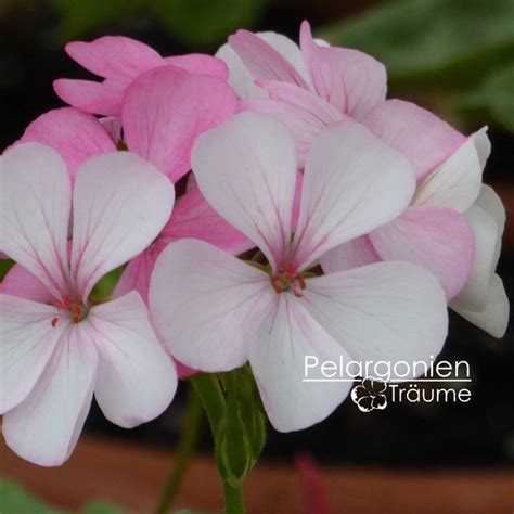 Odensjö Erika Pelargonium Zonale Pelargonienträume