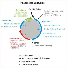 Phasen des Zellzyklus Bedeutung der Abkürzungen In welcher Phase der