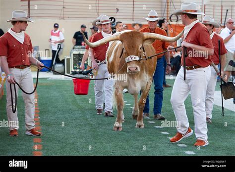 August 31 2019 Texas Longhorns Mascot Bevo In Action During The Ncaa