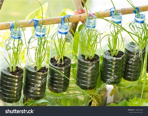 Spring Onion Grow Used Water Bottle Stock Photo 128824336 Shutterstock