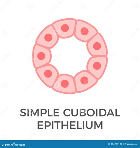 Simple Cuboidal Epithelium Epithelial Tissue Types Vector