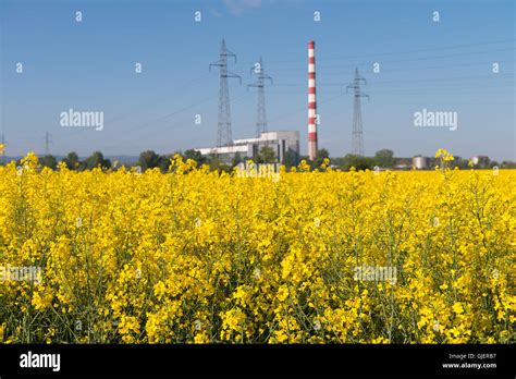Rapeseed Oil Flowers Hi Res Stock Photography And Images Alamy