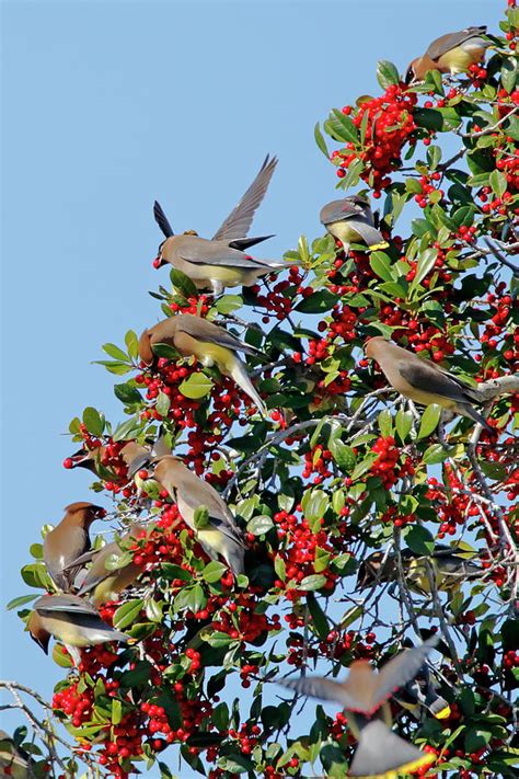 Cedar Waxwings Feeding On Berries Photograph By Daniel Caracappa Fine