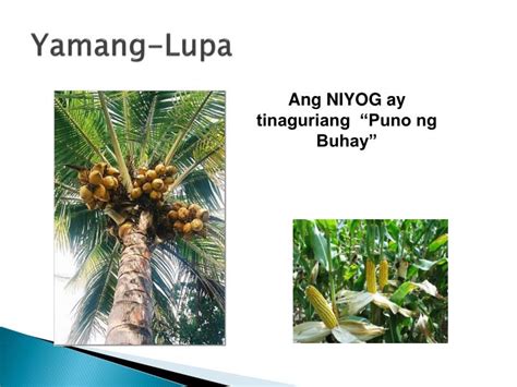 Mga Katangian Ng Puno Ng Niyog