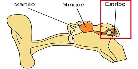 cual es el hueso mas pequeño de el esqueleto humano Brainly lat