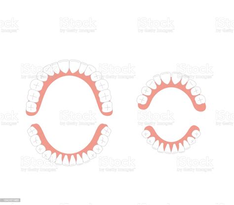 Illustration Of Human Dentition Stock Illustration Download Image Now Human Teeth