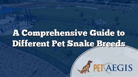 A Comprehensive Guide To Different Pet Snake Breeds