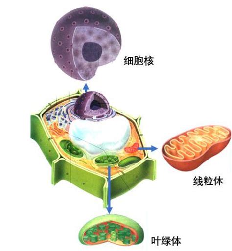 细胞核、线粒体和叶绿体作为装载dna的容器，它们是如何出现的？ 知乎