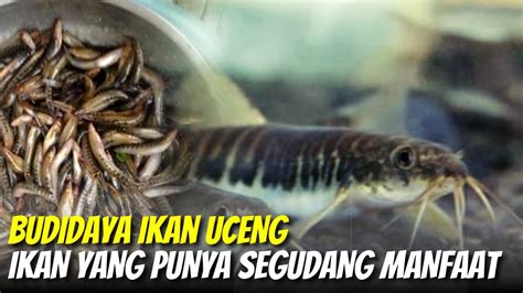 Budidaya Ikan Uceng Ikan Yang Punya Segudang Manfaat YouTube