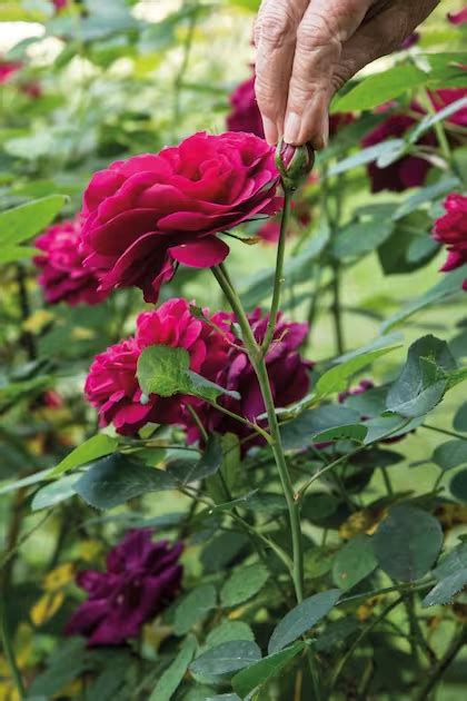 C Mo Cultivar Rosas A Partir Del C Liz De Rosa Abuela En La Cocina