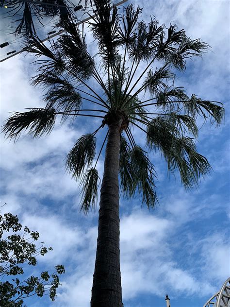 Large 3 Gallon Livistona Decora Decipiens Weeping Cabbage Palm Or