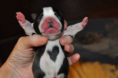 One Day Old Boston Terrier with a Heart on the Chest (Photo) | Boston terrier puppy, Boston ...