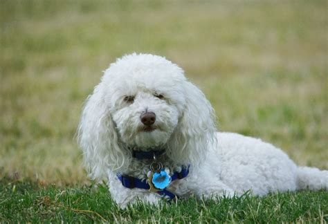 Bichon Fris Donner Adoption Et Rescues Qu Bec