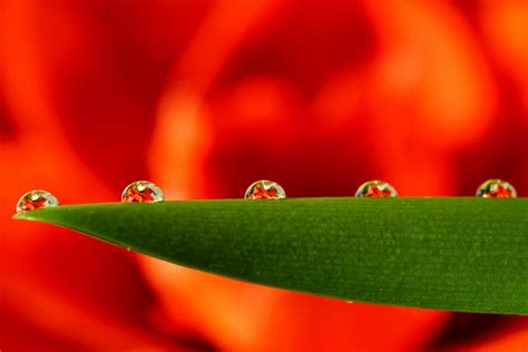 Free Images Blossom Dew Leaf Petal Bloom Pollen Green