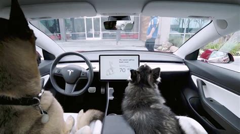 Tesla Dog Mode Car Magazine