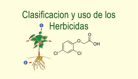 Clasificacion De Los Herbicidas Y Su Modo De Acci N Infoagronomo