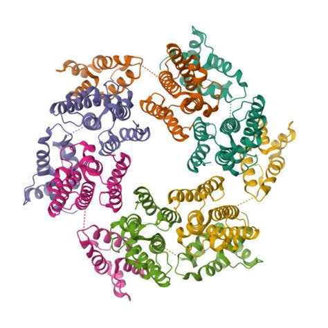 RCSB PDB 7NO4 Structure Of The Mature RSV CA Lattice Hexamer With 3