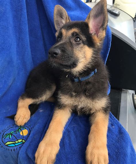 German Shepherd Puppies Quincy Fl Pets Lovers