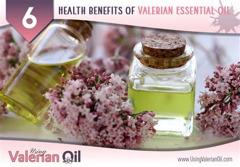 Using Valerian Oil 6 Health Benefits Of Valerian Essential Oil