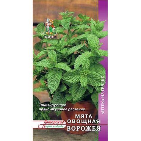 Мята садовая Ворожея Поиск (92767): купить семена почтой в России ...