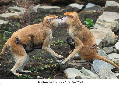 1,386 Monkey Kissing Images, Stock Photos & Vectors | Shutterstock