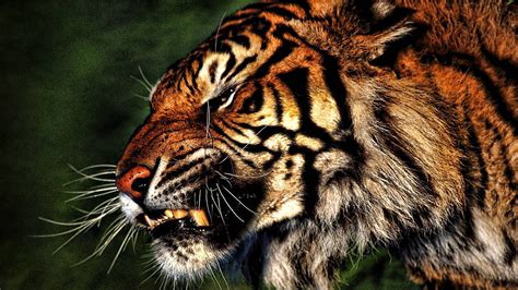 1920x1080, Tiger Wallpaper Hd 1920ã 1080 Tiger Wallpapers - Tiger Animal Wallpaper Hd ...