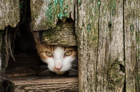 How to Help a Semi Feral Cat Adjust to Your Home