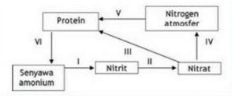 Perhatikan Gambar Diagram Daur Nitrogen Proses Y