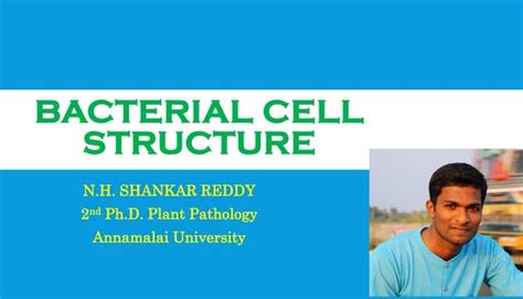 Bacterial cell structure | PPT