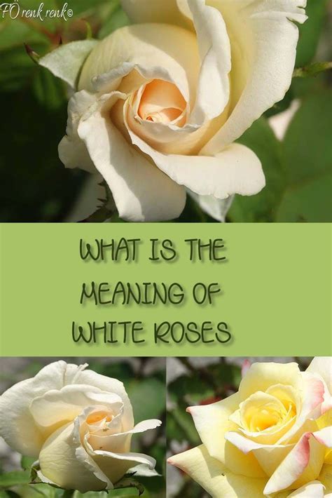 What Is The Meaning Of White Roses Amazing Nature Beautiful Flowers