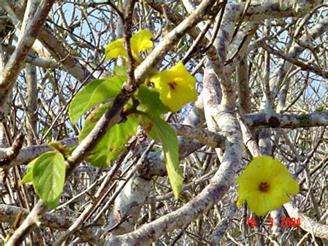 Muyuyu Muyuyu Yellow Cordia Or Glue Bush Cordia Lutea Flickr