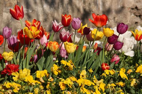 Tulipes Le Printemps Photo Gratuite Sur Pixabay Pixabay