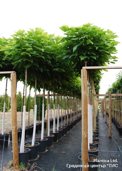 Catalpa bignonioides 'Nana' - Градински център и разсадник Тис