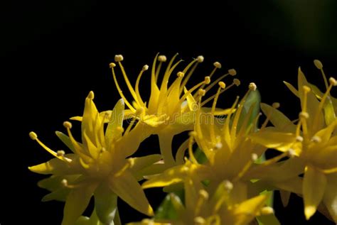 Sedum Sexangulare Stock Photo Image Of Blooms Stonecrop 328106404