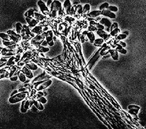 Fruiting bodies of myxobacteria illustrate the complex structures that ...