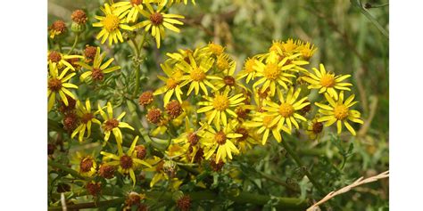 Ragwort Identification: Key Features, Growth Cycle & Species | TCM Soil ...