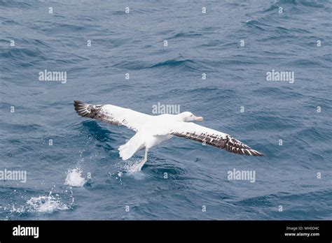 Wandering Albatross Diomedea Exulans Mature Adult Taking Off From